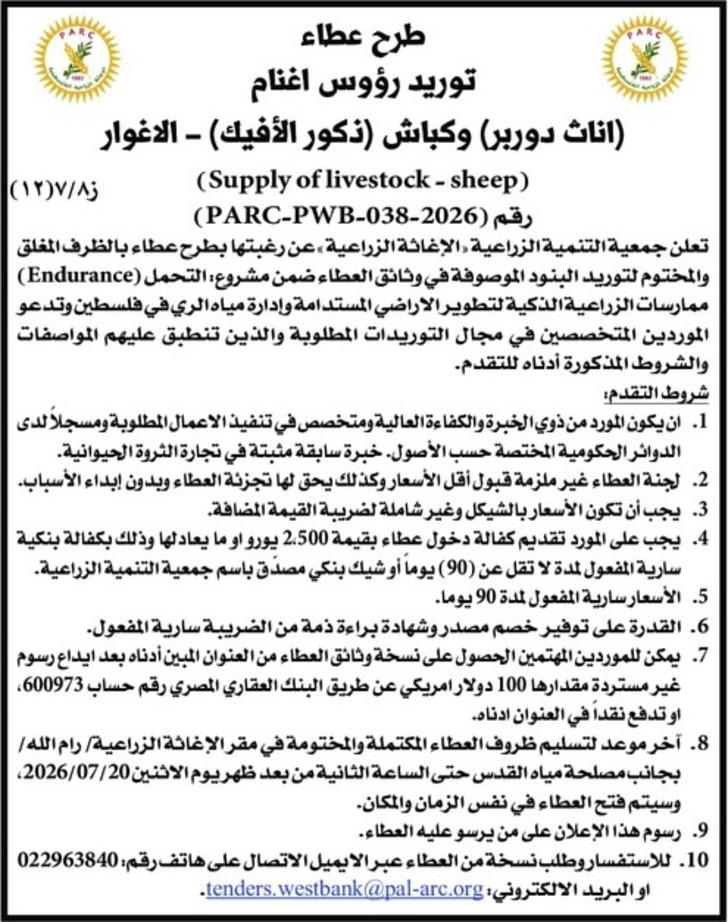 توريد رؤوس اغنام اناث دوربر ) وكباش ( ذكور الأفيك ) 