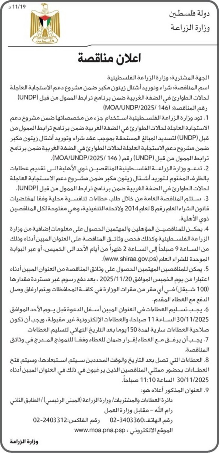 شراء وتوريد أشتال زيتون مكبر شراء وتوريد أشتال زيتون مكبر